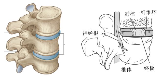 连接两个脊椎骨椎体之间的软组织结构称为椎间盘,在腰椎叫腰椎间盘,在