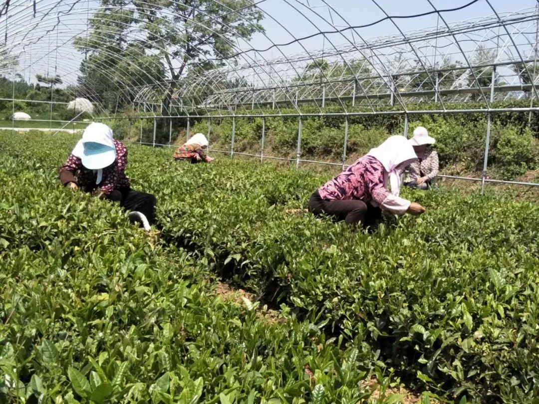 日照绿茶原产地, 全程跟拍,现场报道日照绿茶新茶从茶园到茶杯的全
