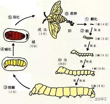 爱萌客:小满手工,蚕宝宝创意手工就这样做!