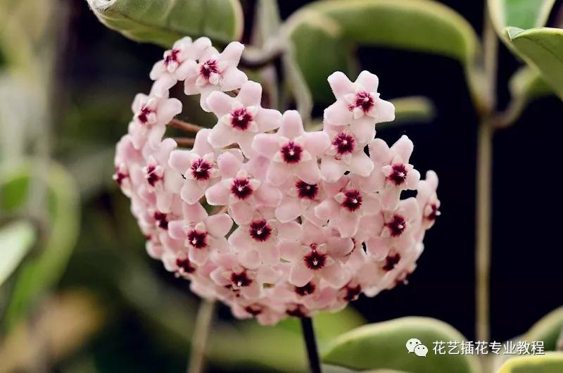 球兰是萝藦科球兰属植物.攀援灌木,附生于树上或石上,茎节上生气根.