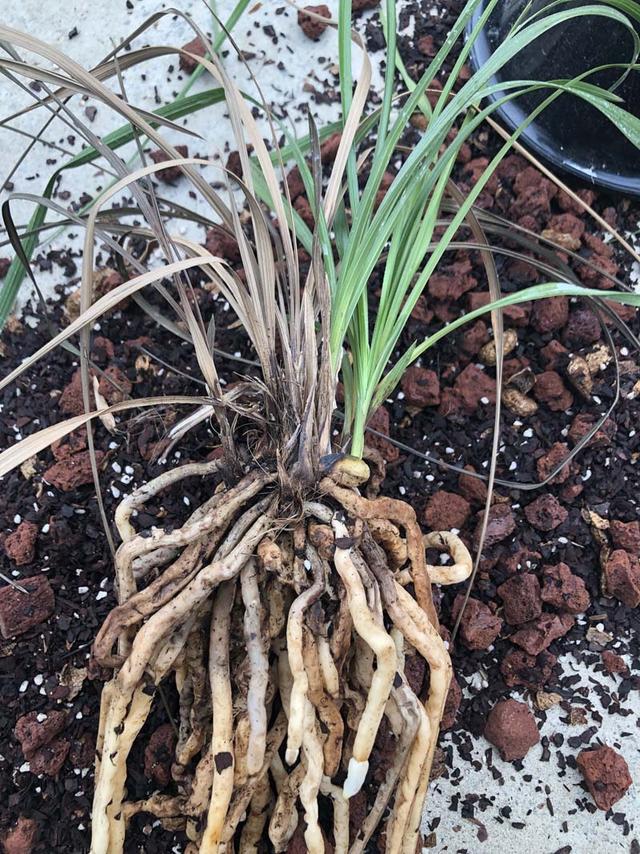 认识兰花茎腐病,根部剖析,深入了解发病过程