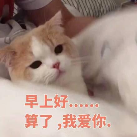 猫咪表情包我这个小可爱你什么时候领我回家呀