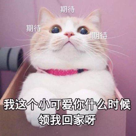 猫咪表情包|我这个小可爱你什么时候领我回家呀