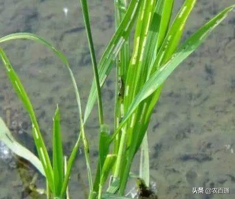 北方几月份种水稻啊 3d366f8c85b04bd9895e88dabdfefe73.jpeg