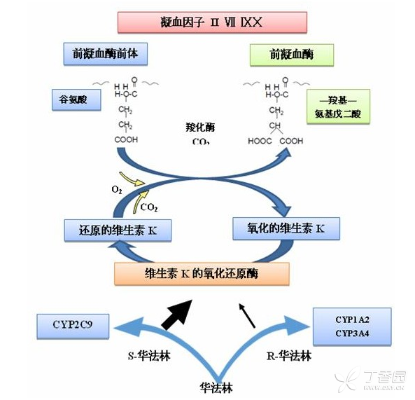 白蛋白后用速尿的原理_冷冻乙醇法分馏的主要原理是利用了血浆蛋白溶解度的不同,在血浆所含(2)