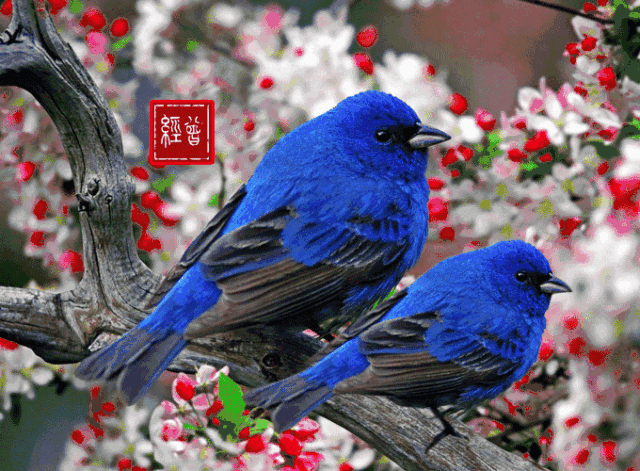 小鸟图片真实 4c89f04a04594b5cb7b85ffeca453a0e.gif