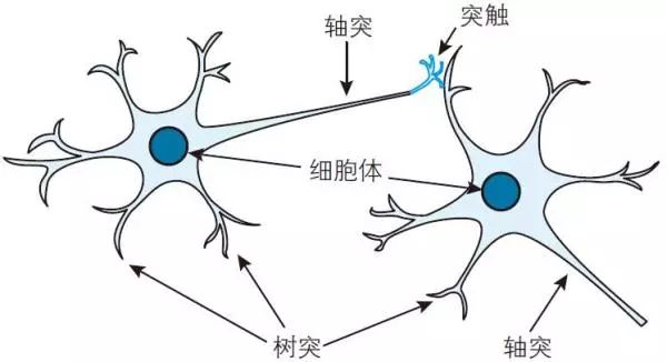 人的大脑是由多个神经元互相连接形成网络而构成的.