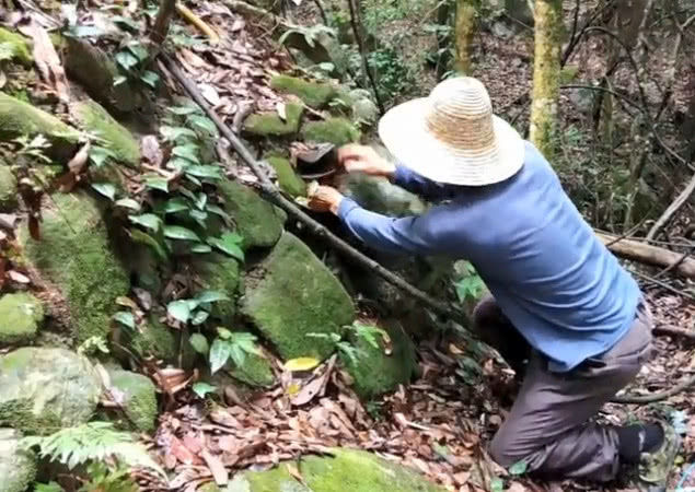 原创长在深山石头缝隙里面的珍贵药材,你应该都见过,有什么功效呢?