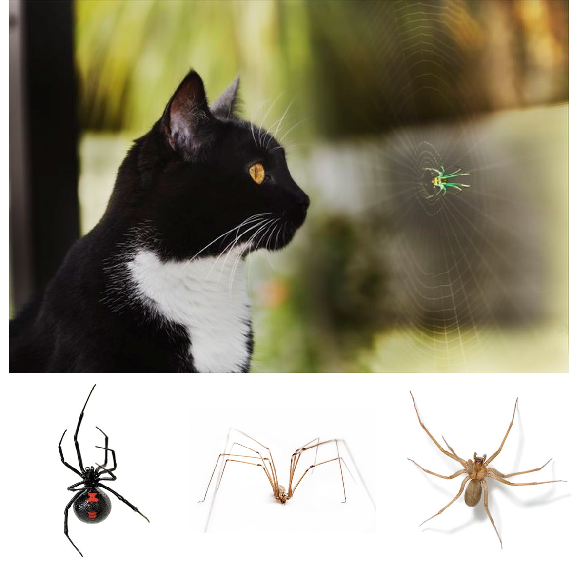 重口图鉴:螨蚤蜱绦蛔钩虱,猫咪常见寄生虫都长啥样?