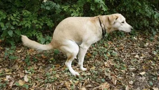 人拿着棒子打在水里的狗猜一成语_一棒子打死猪的gif图