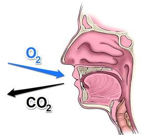 蚊子为什么要吸血?什么因素吸引蚊子?怎样避