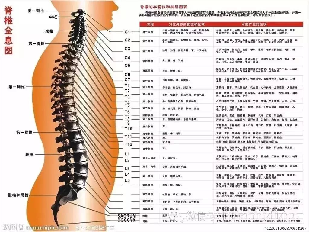 【图谱】人体脊柱各个节段分别对应人体的那些器官与功能？_系列