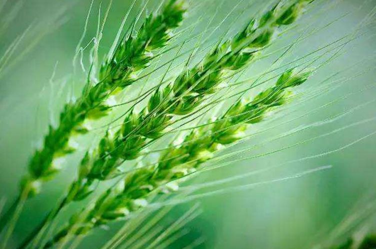 什么状叶茂成语_根深叶茂(2)