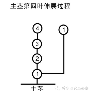 长长见识水稻是怎样分蘖的图解