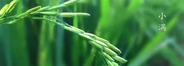 今日小满 | 最好人生是“小满”,花未全开月未圆 兴发娱乐pt