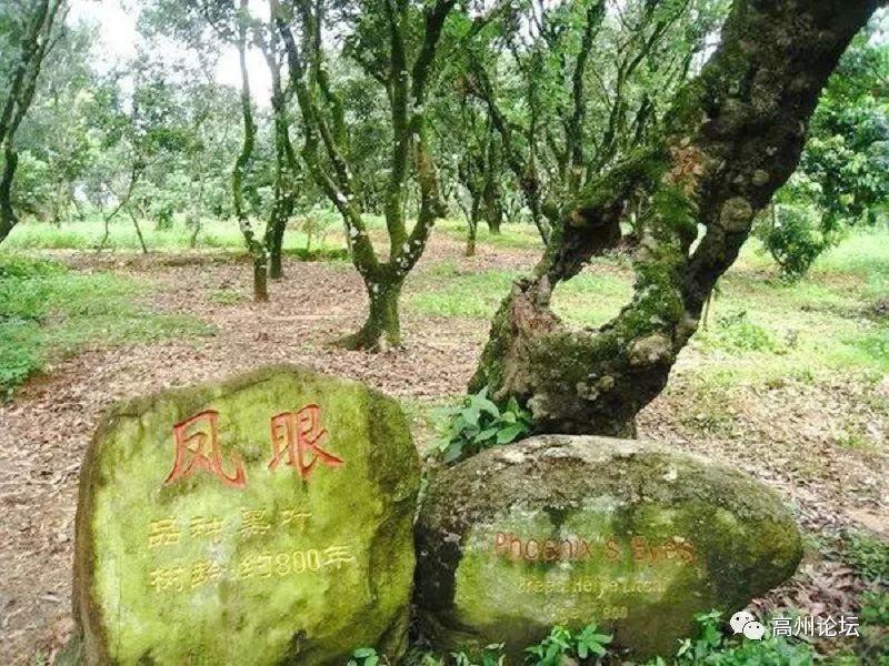 树是怎么繁殖后代的 86617dd5cf034bf7ac4600db0af132ec.jpeg