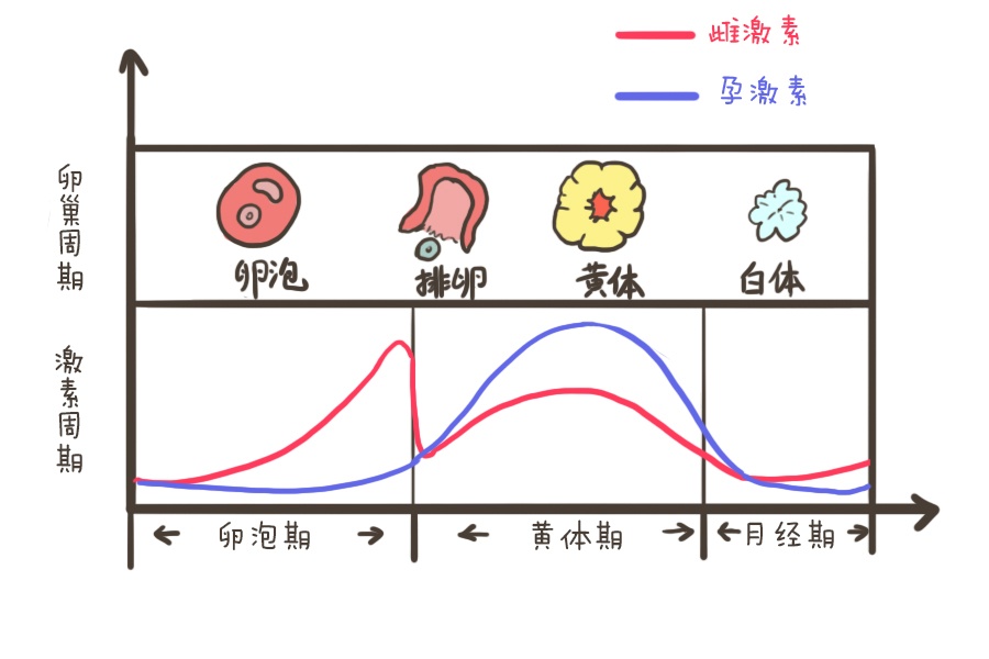 分泌期也被称为"黄体期"是指月经周期的第15～23天,这个时期也就