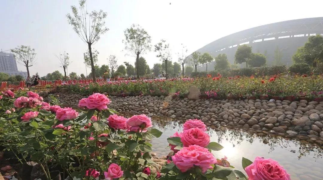 花海南阳登上央视!这有你没见过的美图_月季
