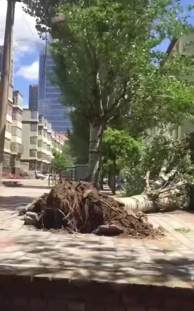 梦到刮大风