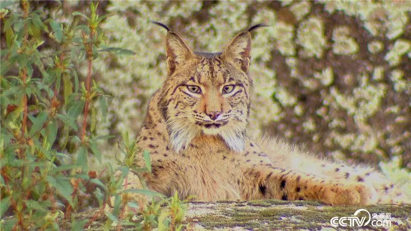 高原猫科动物 |表情包"本尊"没错了