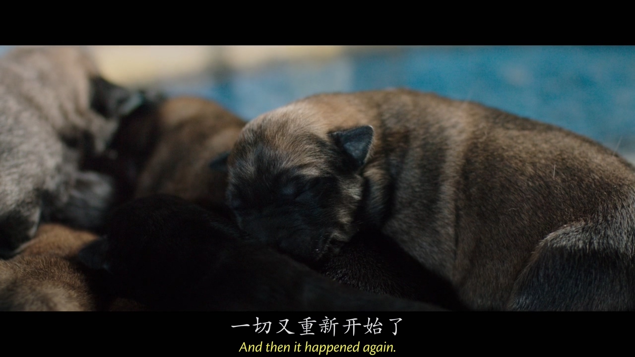 一只猫的使命电影第一集 a0ec3aa625be4eedbd8ed8b9229eef45.jpeg