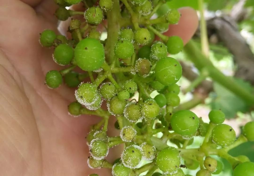 葡萄花果易混淆病虫害图解