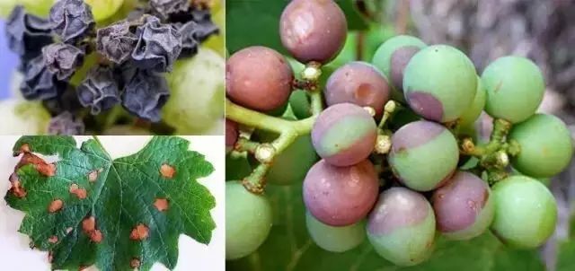 18种葡萄常见病害图谱及防治措施_叶片