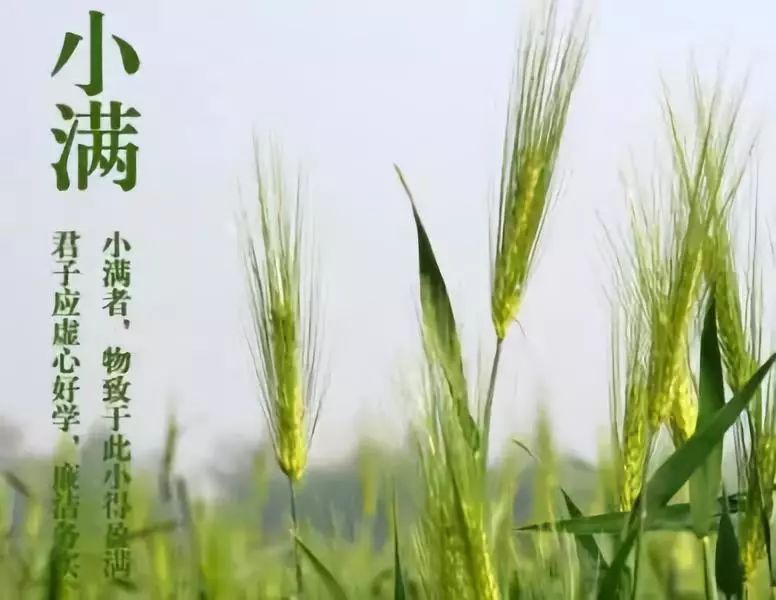 早安,晨曲:今日小满,《风吹麦浪》的季节,愿你好运满满,幸福满满!