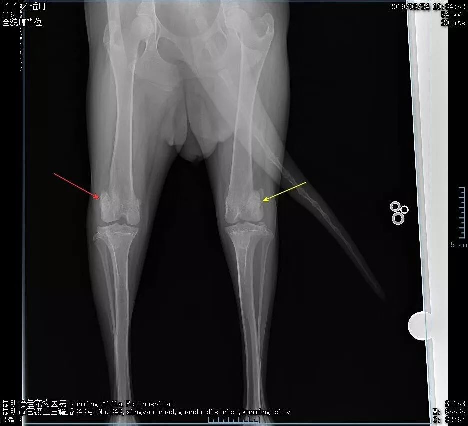 【病例分享】阿拉斯加犬双侧髌骨脱位,pgr(滑车沟置换
