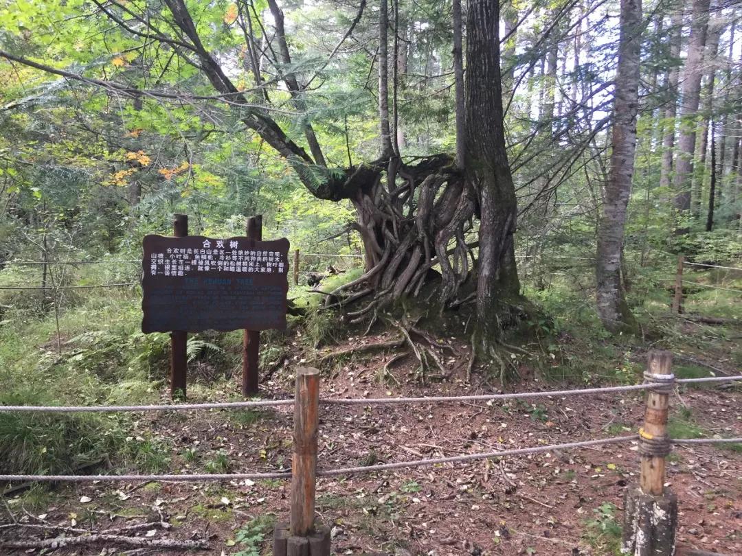 长白山天池旅游文案_长白山天池旅游_长白山天池旅游团价格