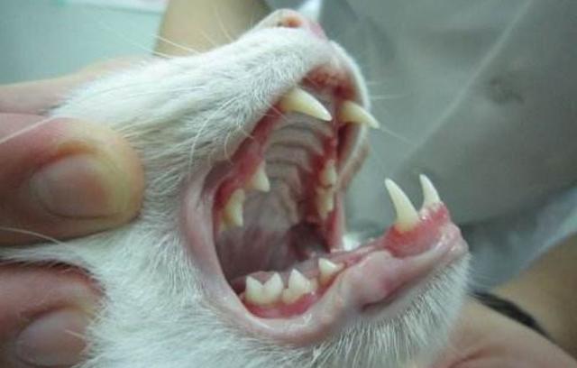 猫咪口炎易与牙周病混淆,正确分辨两者后,才能针对病情合理治疗