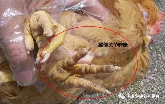 消瘦,喜卧,死亡率低,关节肿大,滑液囊和腱鞘 发炎症状明显,严重影响鸡