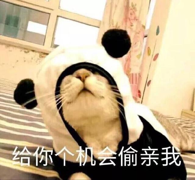 猫咪表情包我这个小可爱你什么时候领我回家呀