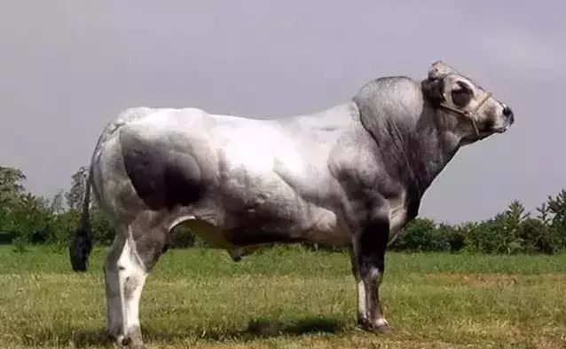 皮埃蒙特牛因产于意大利北部皮埃蒙特地区而得名,是肉乳兼用品种.
