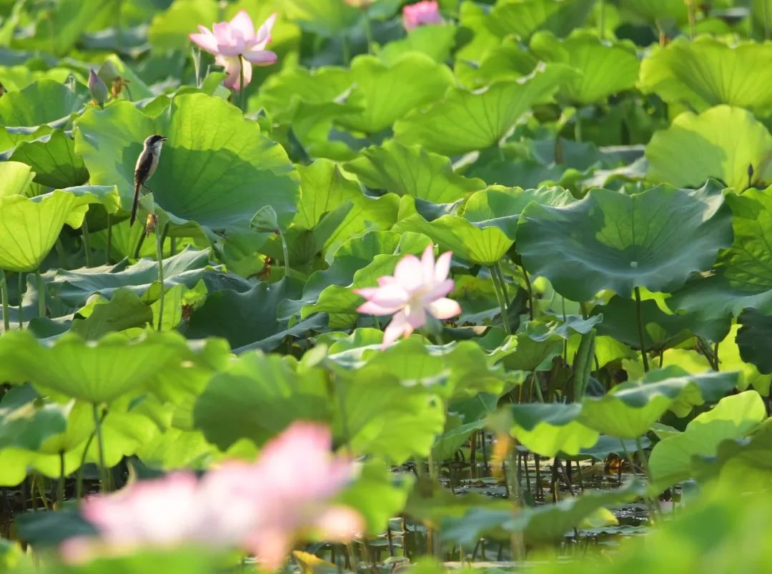 【节气】今日小满：物致于此小得盈满