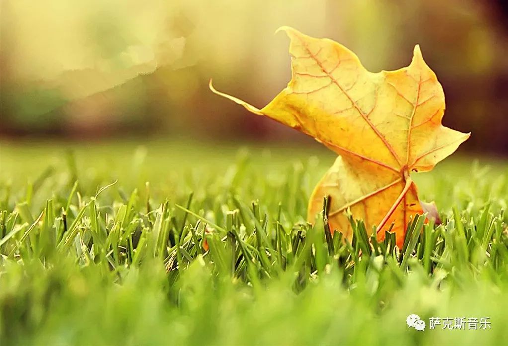 【枫叶情】凤飞飞经典怀旧歌曲(深情次中音萨