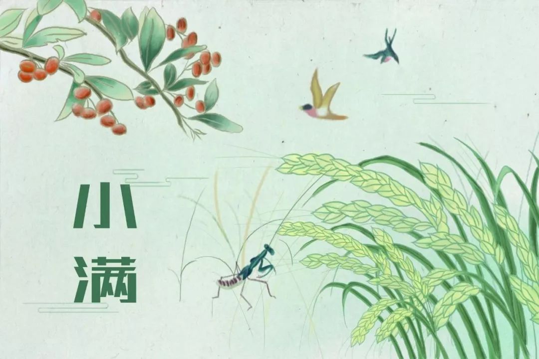 挑苦菜简谱_苦菜图片(2)