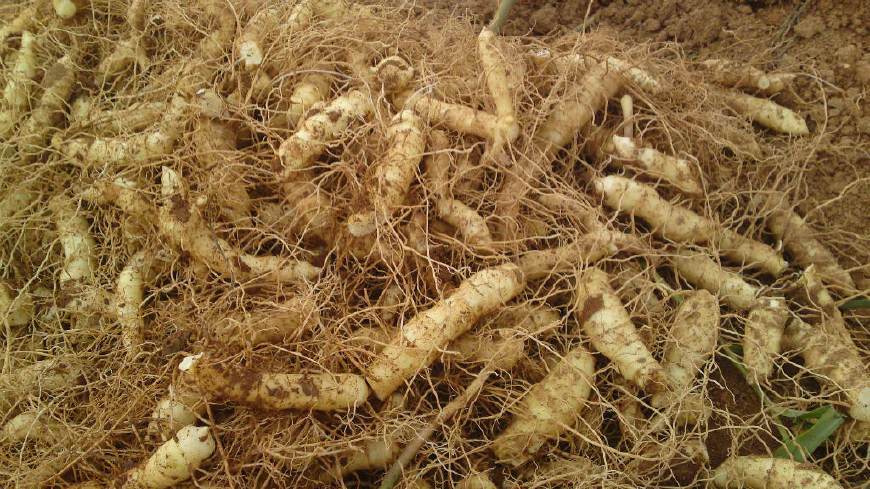                     孩子低热、肺燥咳嗽、干咳无痰，它切碎煮粥，滋阴润肺，止咳生津