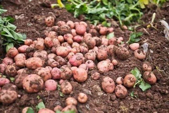 地瓜是什么地方的特产 d18ab3acdd9c4526a8c31a428bd8849a.jpeg