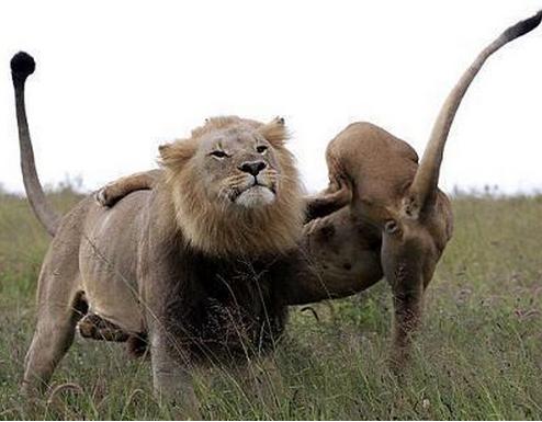 原创两只母狮围殴一只雄狮,没想到雄狮都不带动的,胜利的表情真可爱
