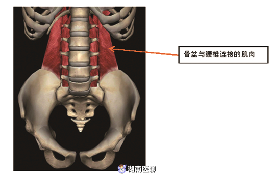 四个方法教你鉴别"问题"骨盆_腰椎