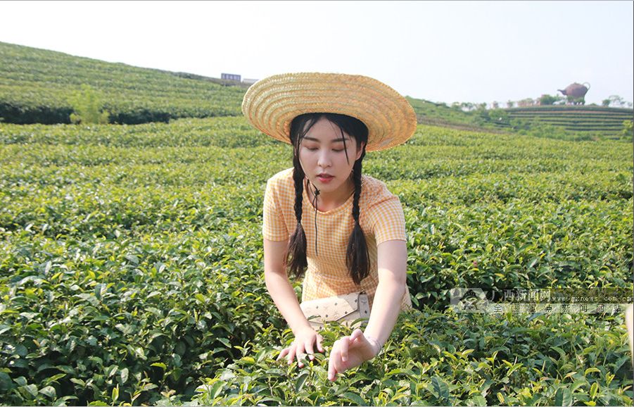 骄傲广西上林县荣获世界长寿之乡称号