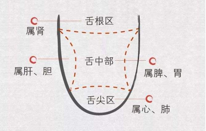 舌头不同部位对应不同脏腑