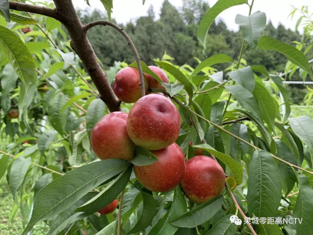 如今正是其他果树开花时节,而古楼镇冯二垭村的油桃却已到了成熟的