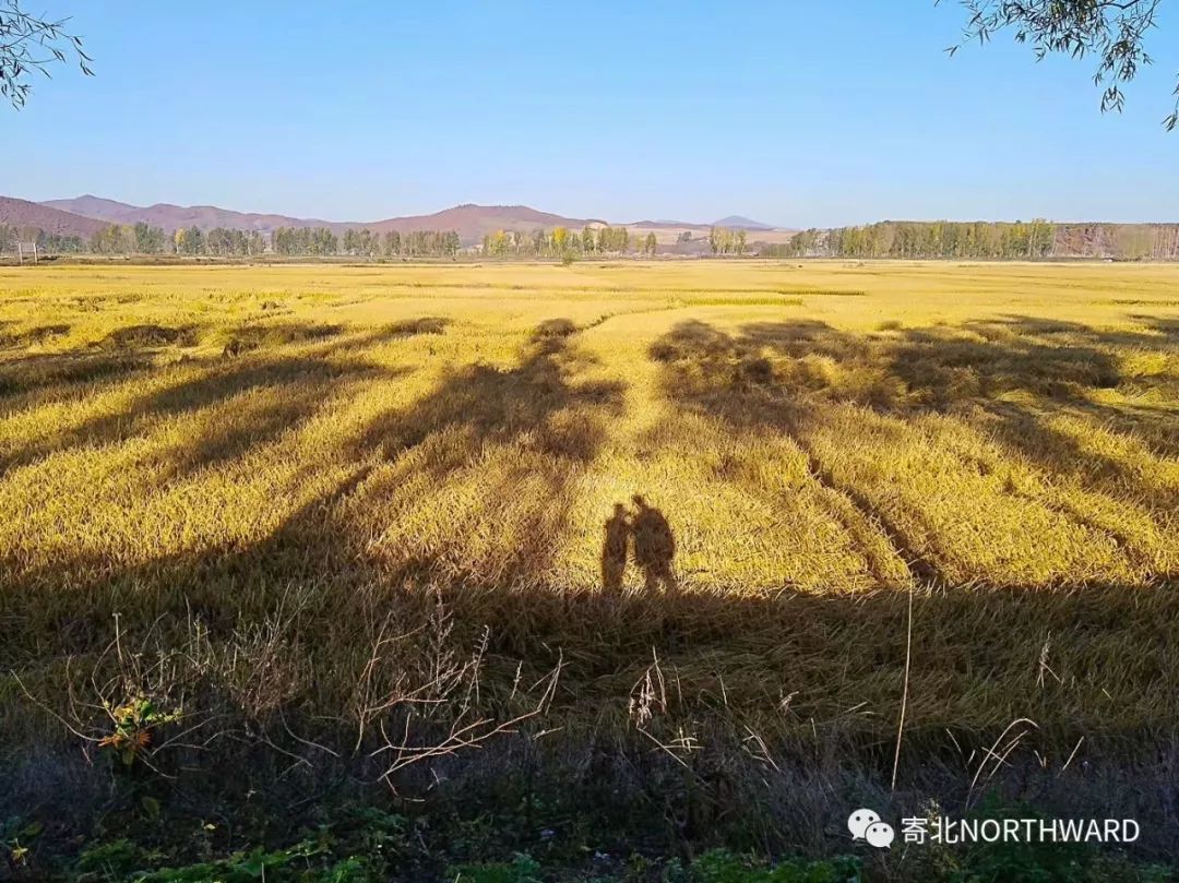 寻找美味的东北大米,是这两年我们一直在做的一件小事