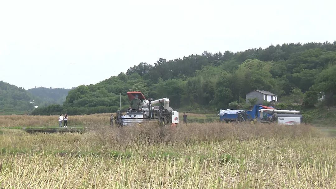 种粮大户傅献军200多亩的油菜地里,两辆油菜收割机正在田地里来回穿梭