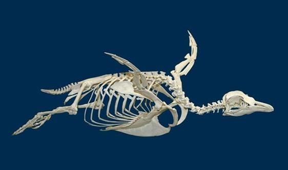 原创一只不会飞的企鹅,为什么还保持了飞鸟骨架特有的龙骨突?