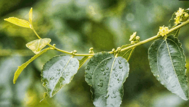 又是一年枣花香,赞皇万亩枣园待客来_蜜蜂