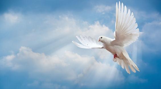 鸽子为什么能够成为和平的象征？仅仅是因为毕加索的《鸽子》吗？