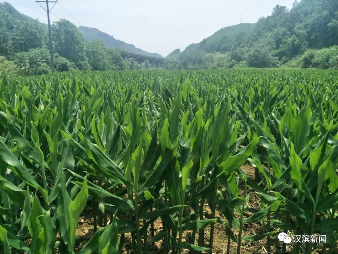壁纸 成片种植 风景 植物 种植基地 桌面 1080_810
